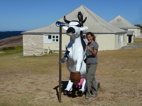 Kelli and Pirate Cow