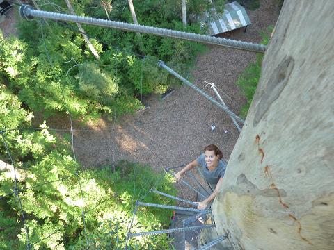 tree climb