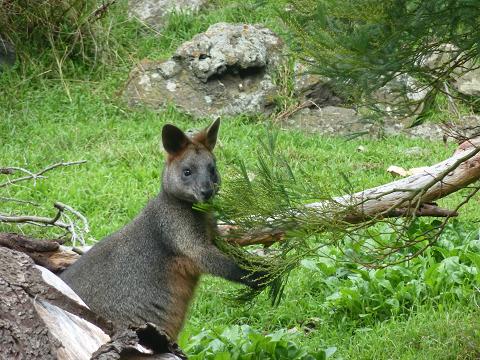 wallaby